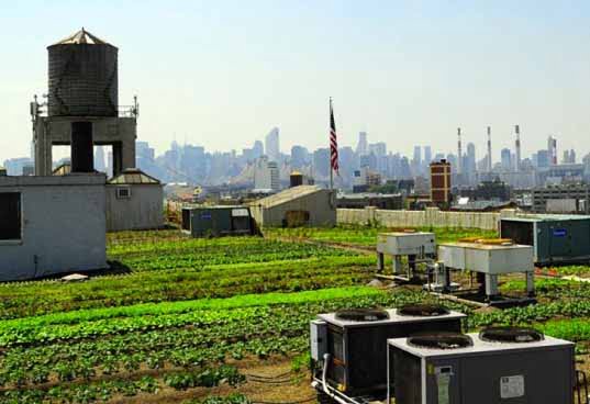 Brooklyn Grange Rooftop Garden :  Season Two